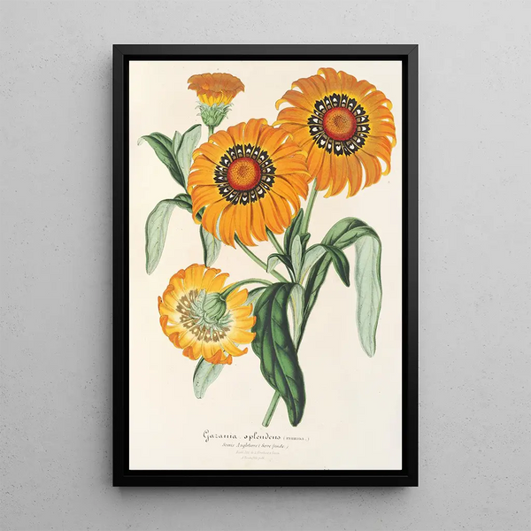 Gazania splendens hybride - Charles Antoine Lemaire — framed artwork on a wall