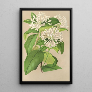 Reproduction of the painting Gloneria jasminiflora - Charles Antoine Lemaire