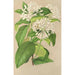 Reproduction of the painting Gloneria jasminiflora - Charles Antoine Lemaire
