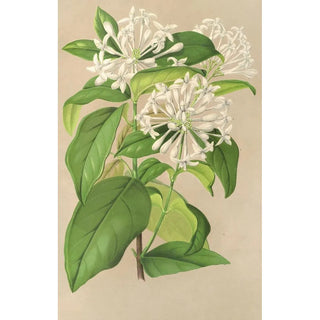 Reproduction of the painting Gloneria jasminiflora - Charles Antoine Lemaire