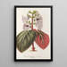 Reproduction of the painting Gloxinia maculata var. insignis - Charles Antoine Lemaire
