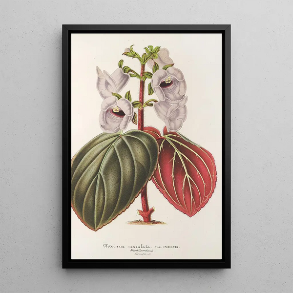 Reproduction of the painting Gloxinia maculata var. insignis - Charles Antoine Lemaire