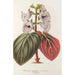 Reproduction of the painting Gloxinia maculata var. insignis - Charles Antoine Lemaire