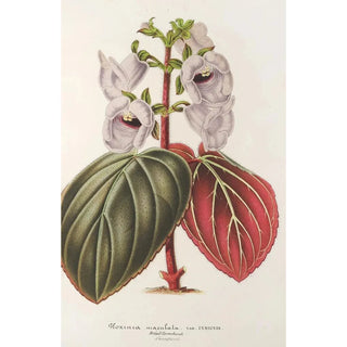 Reproduction of the painting Gloxinia maculata var. insignis - Charles Antoine Lemaire