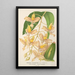 Reproduction of the painting Gongora portentosa - Charles Antoine Lemaire