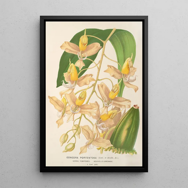 Reproduction of the painting Gongora portentosa - Charles Antoine Lemaire