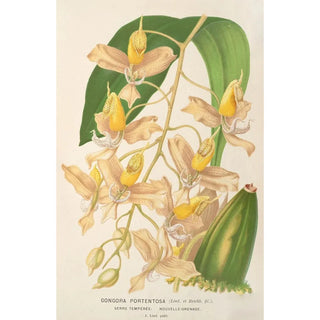 Reproduction of the painting Gongora portentosa - Charles Antoine Lemaire