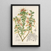 Reproduction of the painting Grevillea alpestris - Charles Antoine Lemaire