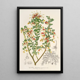 Reproduction of the painting Grevillea alpestris - Charles Antoine Lemaire