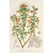 Reproduction of the painting Grevillea alpestris - Charles Antoine Lemaire
