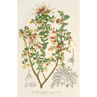 Reproduction of the painting Grevillea alpestris - Charles Antoine Lemaire