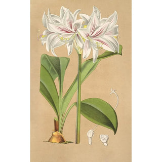 Griffinia Blumenavia - Charles Antoine Lemaire — artwork view
