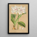 Griffinia Blumenavia - Charles Antoine Lemaire — framed artwork on a wall