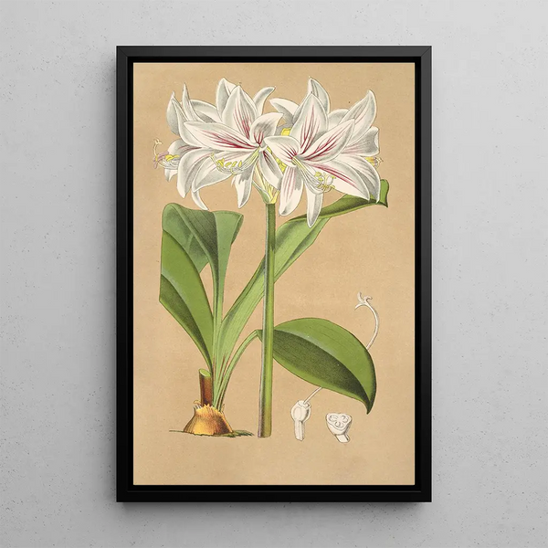 Griffinia Blumenavia - Charles Antoine Lemaire — framed artwork on a wall