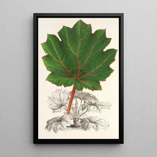 Reproduction of the painting Gunnera brephogea - Charles Antoine Lemaire