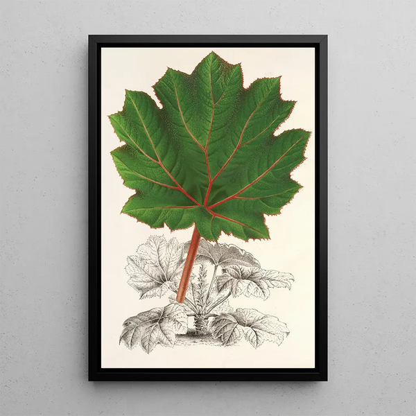 Reproduction of the painting Gunnera brephogea - Charles Antoine Lemaire