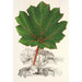 Reproduction of the painting Gunnera brephogea - Charles Antoine Lemaire