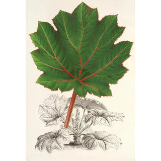 Reproduction of the painting Gunnera brephogea - Charles Antoine Lemaire