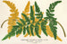 Gymnogramma Laucheana var gigantea - Charles Antoine Lemaire — artwork view