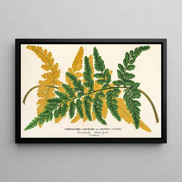 Gymnogramma Laucheana var gigantea - Charles Antoine Lemaire — framed artwork on a wall