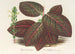 Gymnostachyum Verschaffeltii - Charles Antoine Lemaire — artwork view