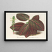 Gymnostachyum Verschaffeltii - Charles Antoine Lemaire — framed artwork on a wall