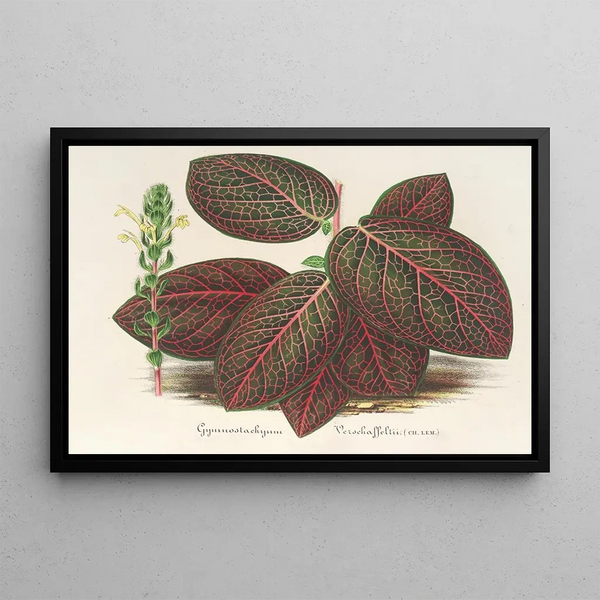 Gymnostachyum Verschaffeltii - Charles Antoine Lemaire — framed artwork on a wall
