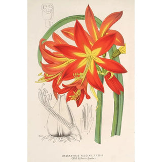 Reproduction of the painting Habranthus fulgens - Charles Antoine Lemaire