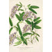Hardenbergia Makoyana hybrida - Charles Antoine Lemaire — artwork view