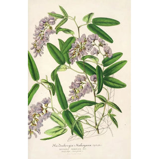 Hardenbergia Makoyana hybrida - Charles Antoine Lemaire — artwork view