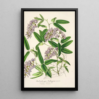 Hardenbergia Makoyana hybrida - Charles Antoine Lemaire — framed artwork on a wall