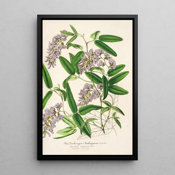 Hardenbergia Makoyana hybrida - Charles Antoine Lemaire — framed artwork on a wall