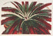Hechtia Ghiesbreghtii - Charles Antoine Lemaire — artwork view