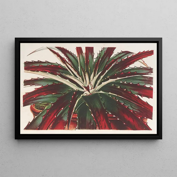 Hechtia Ghiesbreghtii - Charles Antoine Lemaire — framed artwork on a wall