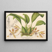 Helcia sanguinolenta - Charles Antoine Lemaire — framed artwork on a wall