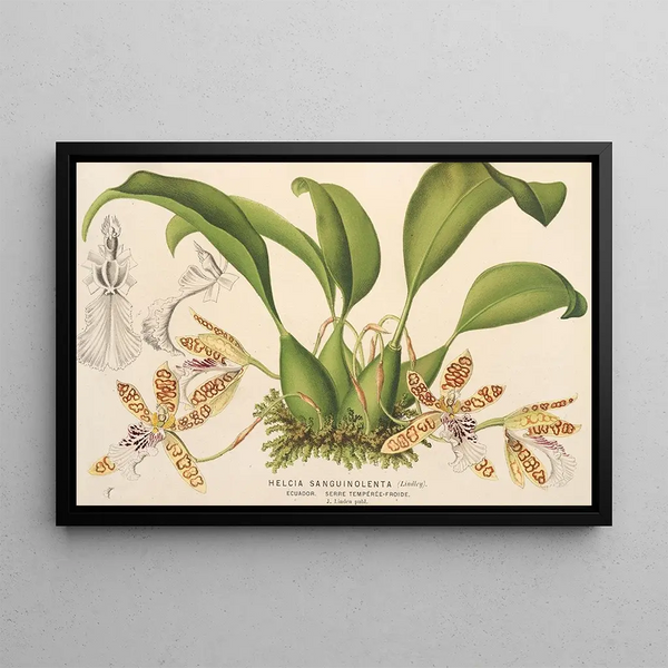 Helcia sanguinolenta - Charles Antoine Lemaire — framed artwork on a wall
