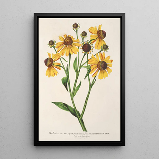 Reproduction of the painting Helenium atropurpureum var. grandicephalum - Charles Antoine Lemaire