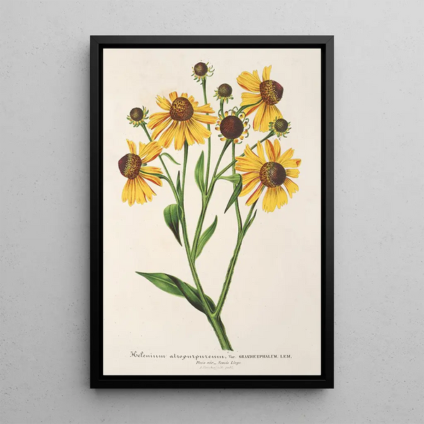 Reproduction of the painting Helenium atropurpureum var. grandicephalum - Charles Antoine Lemaire