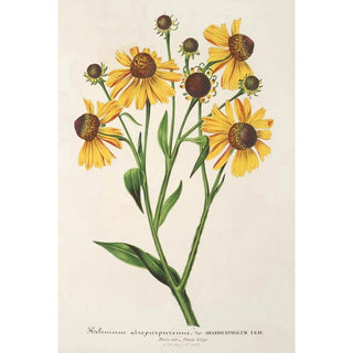 Reproduction of the painting Helenium atropurpureum var. grandicephalum - Charles Antoine Lemaire