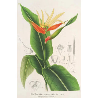 Heliconia aurantiaca - Charles Antoine Lemaire — artwork view