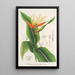 Heliconia aurantiaca - Charles Antoine Lemaire — framed artwork on a wall