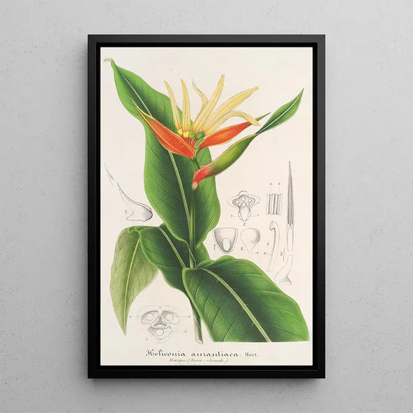 Heliconia aurantiaca - Charles Antoine Lemaire — framed artwork on a wall