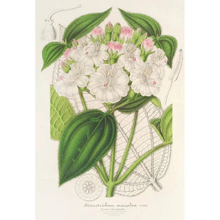 Reproduction of the painting Heterotrichum macrodon - Charles Antoine Lemaire