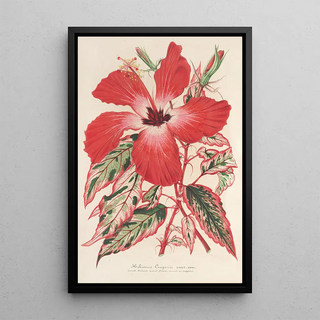 Reproduction of the painting Hibiscus and better Ibiscus Cooperi - Charles Antoine Lemaire