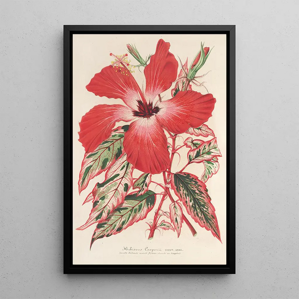 Reproduction of the painting Hibiscus and better Ibiscus Cooperi - Charles Antoine Lemaire