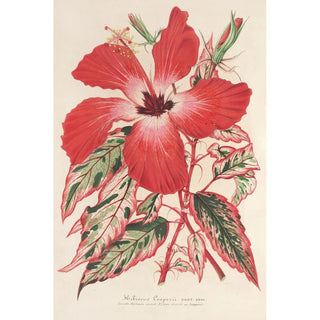Reproduction of the painting Hibiscus and better Ibiscus Cooperi - Charles Antoine Lemaire