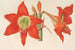 Hippeastrum Amaryllis pyrrochroum - Charles Antoine Lemaire — artwork view