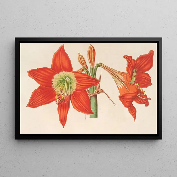 Hippeastrum Amaryllis pyrrochroum - Charles Antoine Lemaire — framed artwork on a wall