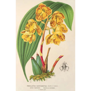 Houlletia chrysantha - Charles Antoine Lemaire — artwork view