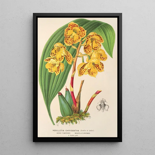Houlletia chrysantha - Charles Antoine Lemaire — framed artwork on a wall